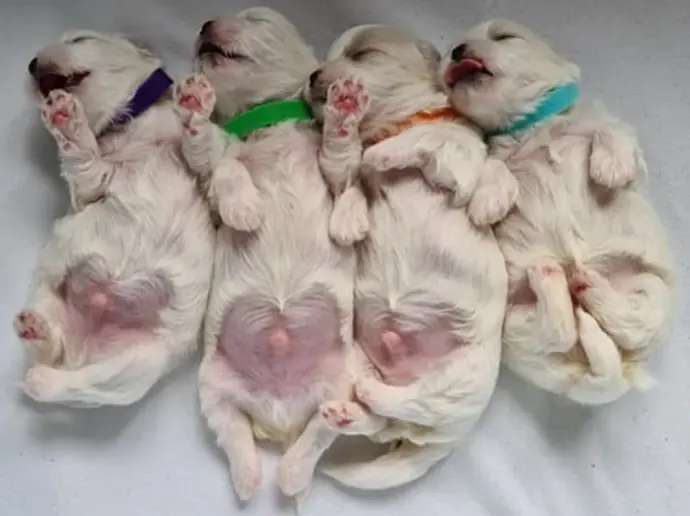 bichon maltais chiots nés