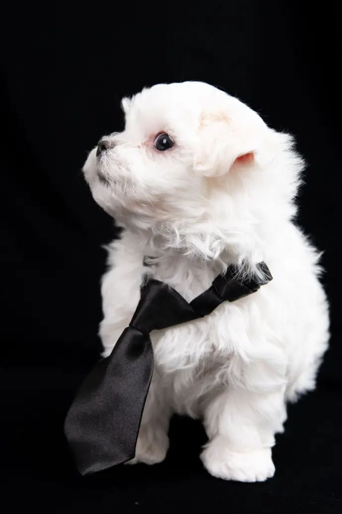Bichon chiot cravate
