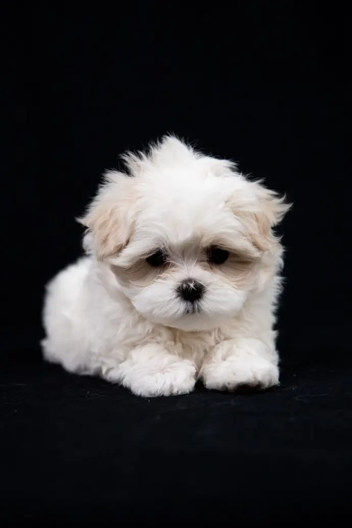 Chiot bichon femelle