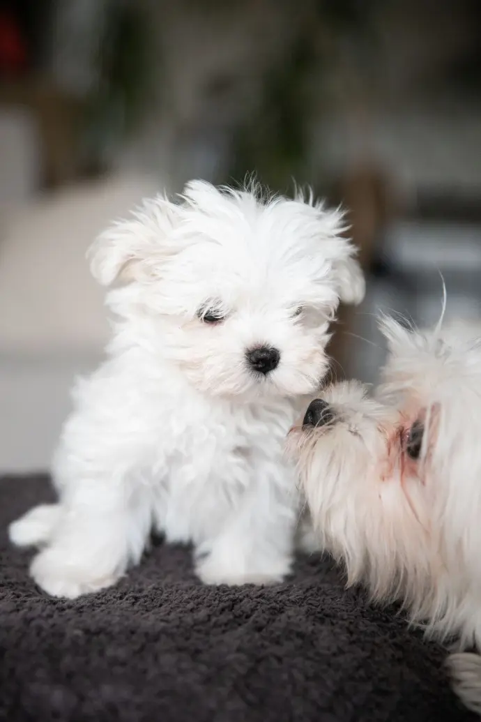 Chiot bichon et maman