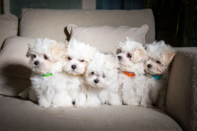 5 bichons chiots sur divan