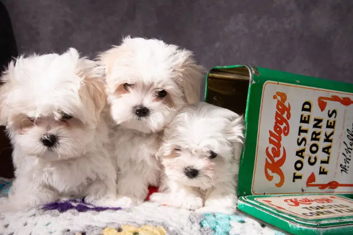 Chiots bichons maltais