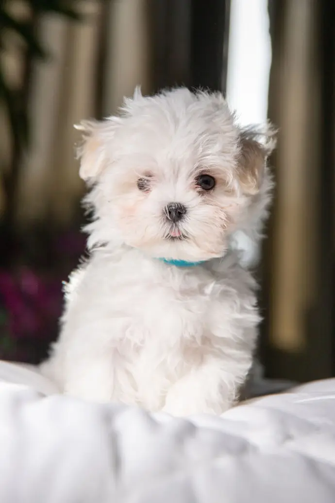 Chiot bichon qui passe la langue