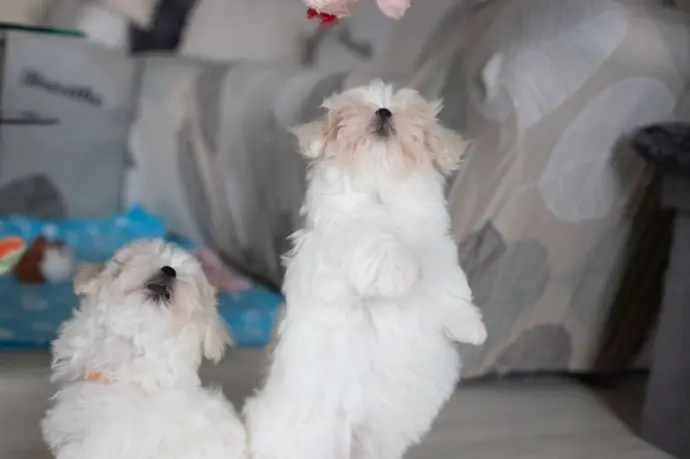 Chiots bichons qui sautent