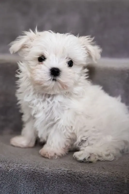 Chiot bichon qui pose