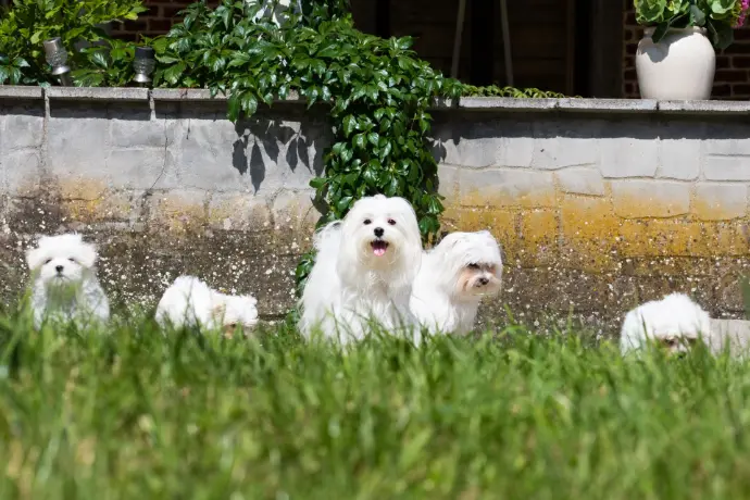 Bichons Maltais au jardin