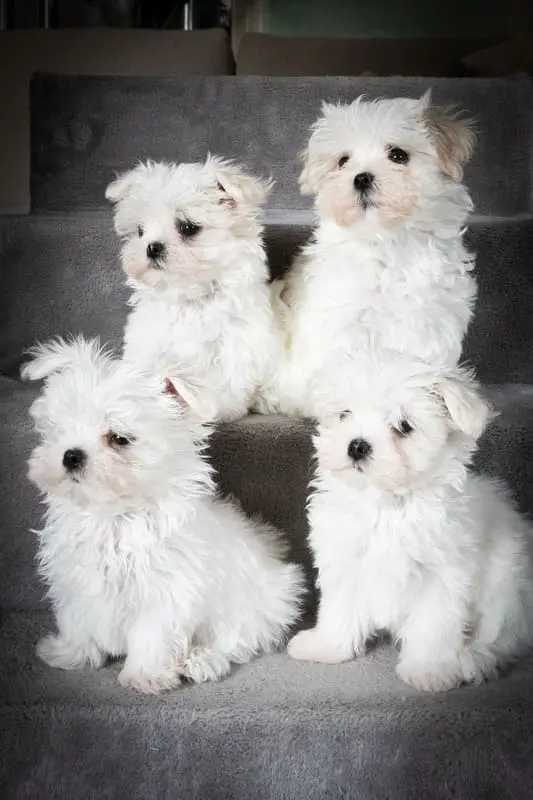 4 chiots bichons qui posent