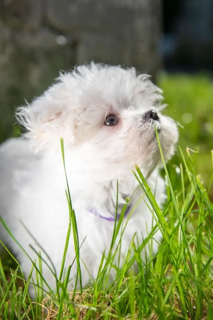 Chiot dans l'herbe