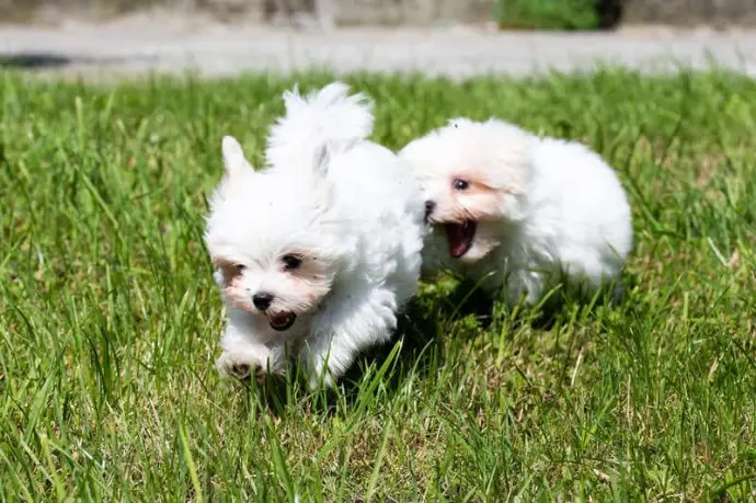 Bichons qui jouent