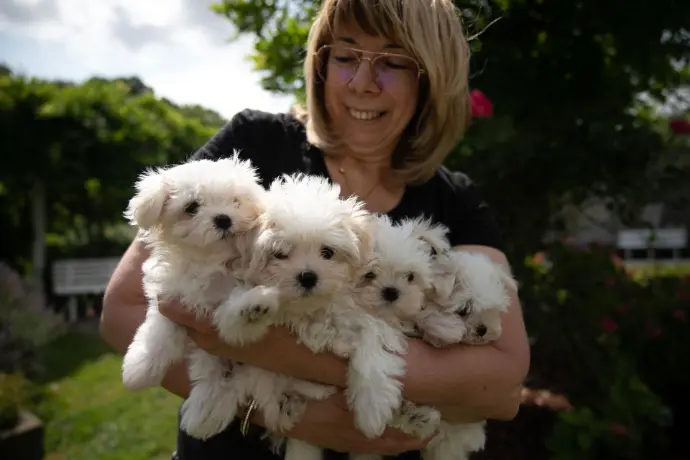 elevage de bichons maltais