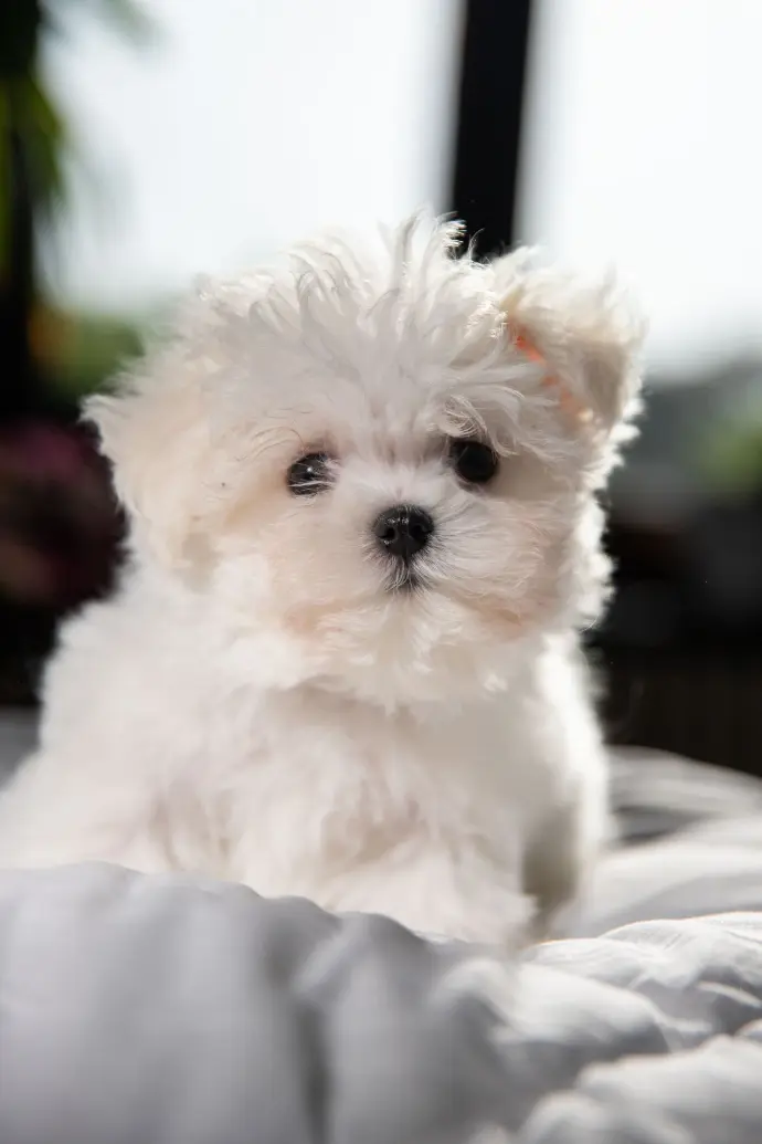 Chiot bichon mignon