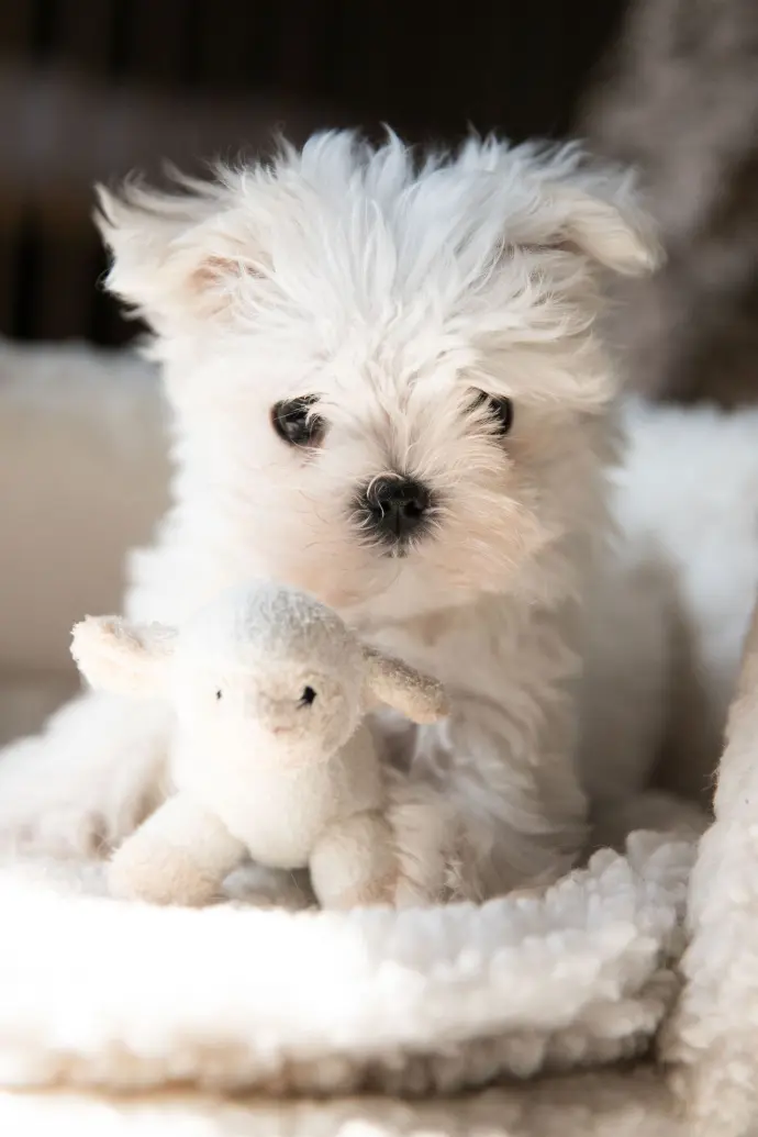 Chiot bichon jouet