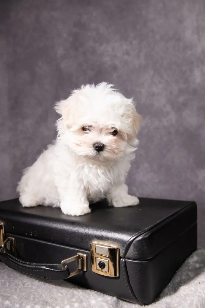 Bichon sur valise